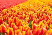 champ-jaune-rouge-de-tulipe-