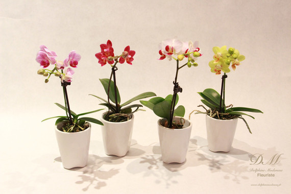 plante-fleur-orchidee