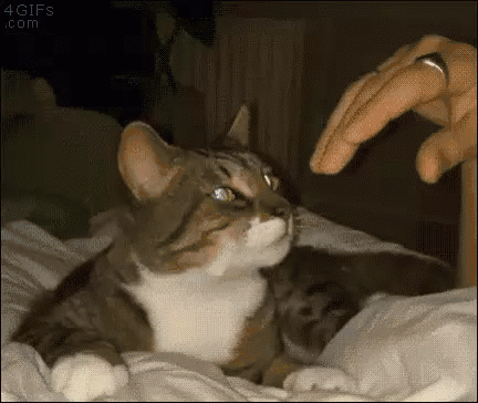 cats-gif-139-07