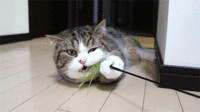 Cat-eating-toy-gif