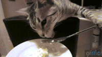 Cat-Eating-Food-Holding-Fork