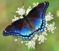 dentelle-reine-anne-papillon