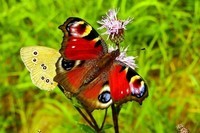 butterfly-day-