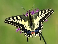 le-machaon-papillon