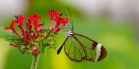 le-Papillon-transparent-