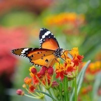 papillon-