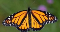 Papillon-monarque