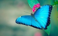 papillon-morpho