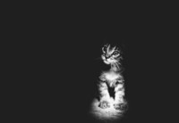 chat-noir-et-blanc-