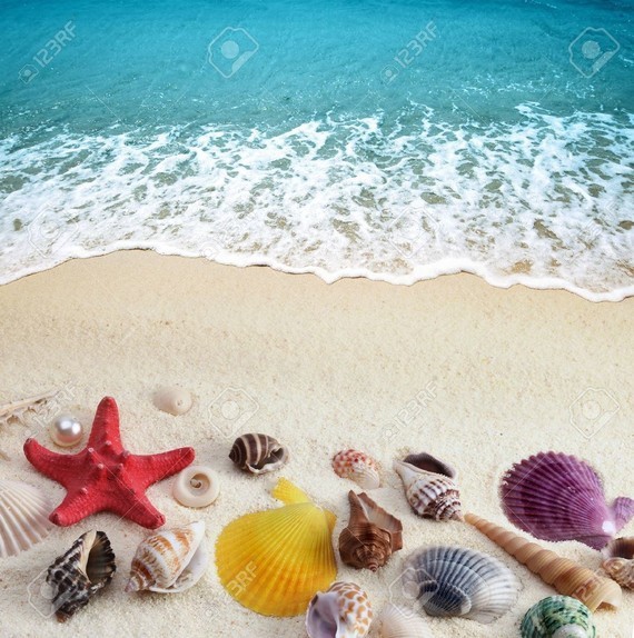 sea-shells-on-sand-beach