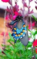 -flutterbye-blue-butterfly