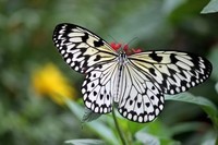 butterfly-rainforest