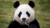 panda-chine_