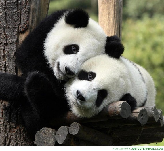 panda-love-