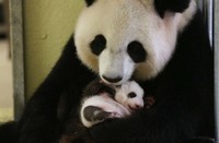 -bebe-panda-