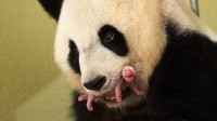 panda-beauval-bebe