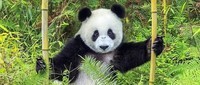 panda-jpg_