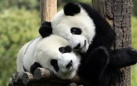 -panda-hug