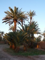 les-palmiers-