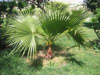 palmier-nain-