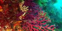 corail-Annaba