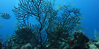 corail-noir-flickr