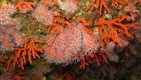 corail-rouge-iles-medes-fet