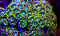 corail-Palythoa-