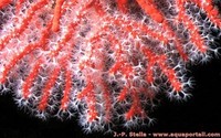 corallium-rubrum-