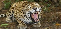 7-jaguar