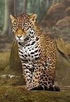 -Jaguar_