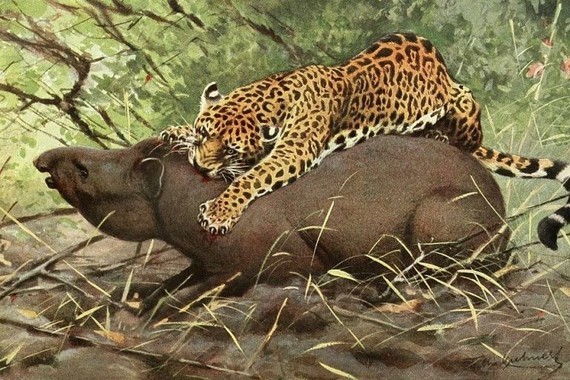 -Jaguar-attacking-