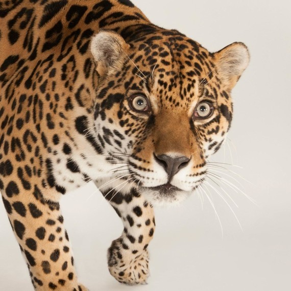 jaguar_t