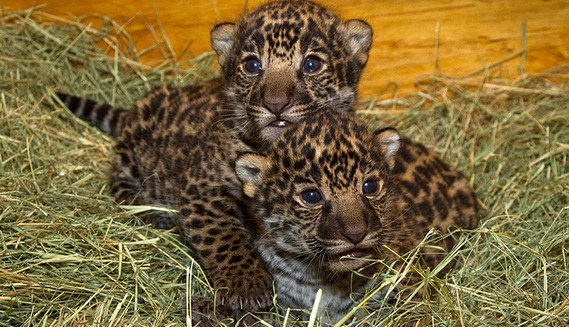 -jaguar-pictures
