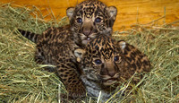-jaguar-pictures