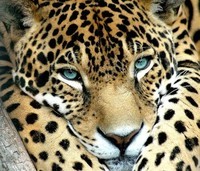 Jaguar-Spirit-