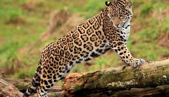 jaguar-cat