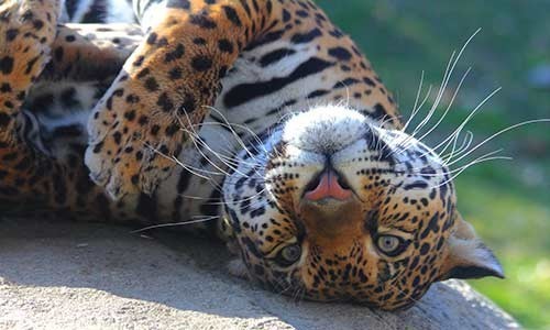 jaguar_5