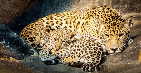 Jaguar_