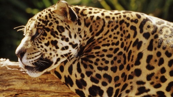 jaguar-