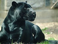 black-jaguar-
