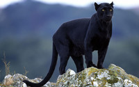 _black-panther