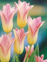 tulipe-fleur-de-lis