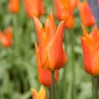 Tulipe-fleur-de-lis-