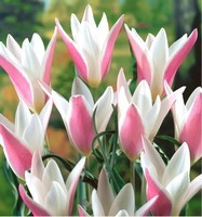 tulipe-botanique