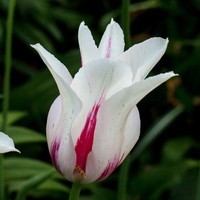 Tulipe-Fleur-De-Lis-1