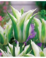 tulipes-a-fleur-de-lis-