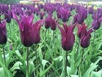 tulipe-fleur-de-lys