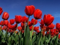 tulipe-rouge