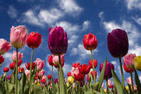 tulipes-au-printemps-